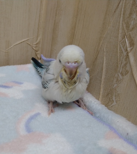 ジャンボセキセイインコ