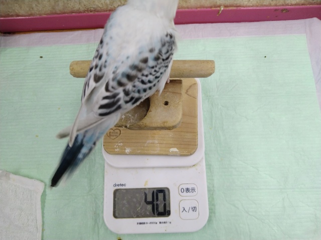 ジャンボセキセイインコ