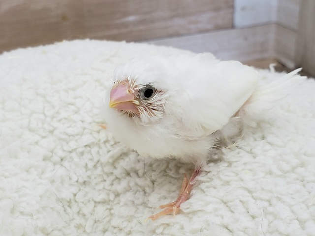 十姉妹（ジュウシマツ）