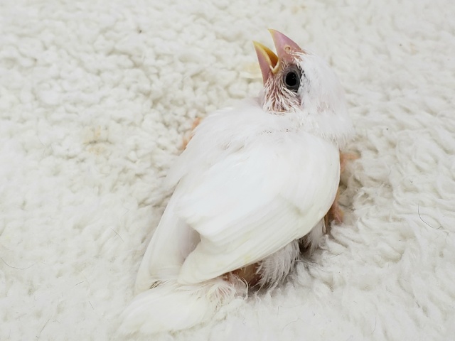 十姉妹（ジュウシマツ）