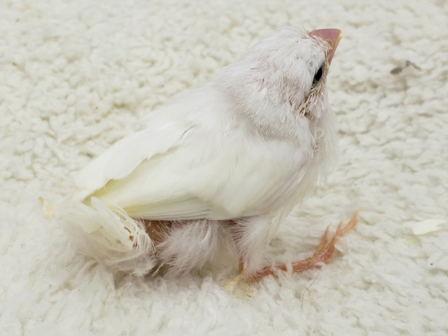 十姉妹（ジュウシマツ）