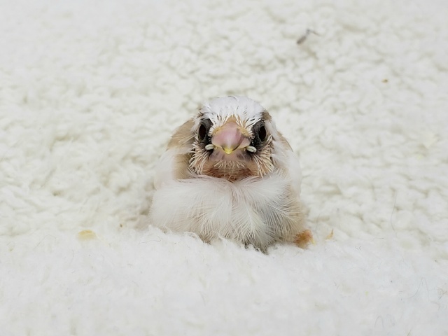 十姉妹（ジュウシマツ）