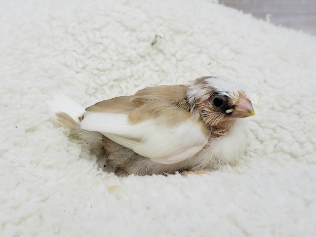 十姉妹（ジュウシマツ）