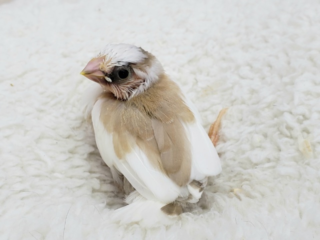 十姉妹（ジュウシマツ）