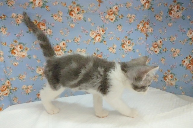 スコティッシュフォールド