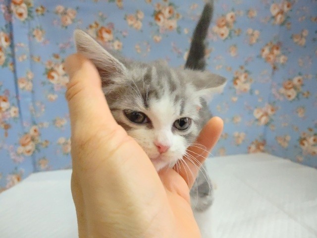 スコティッシュフォールド