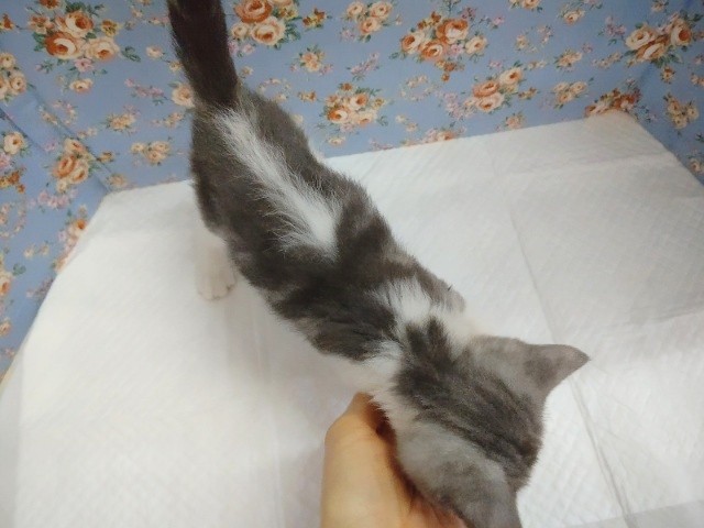 スコティッシュフォールド