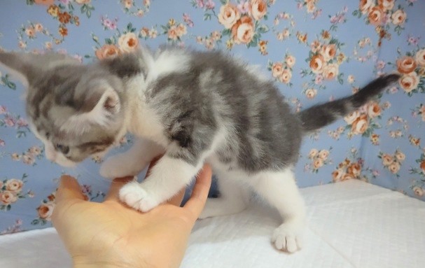 スコティッシュフォールド