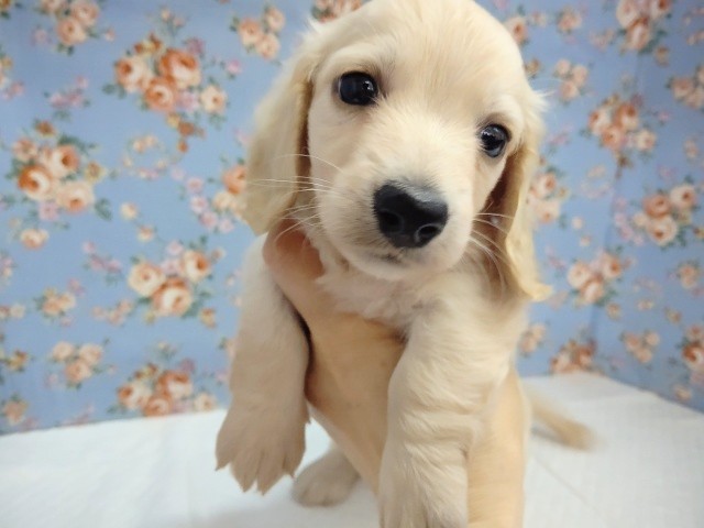 ミニチュアダックス