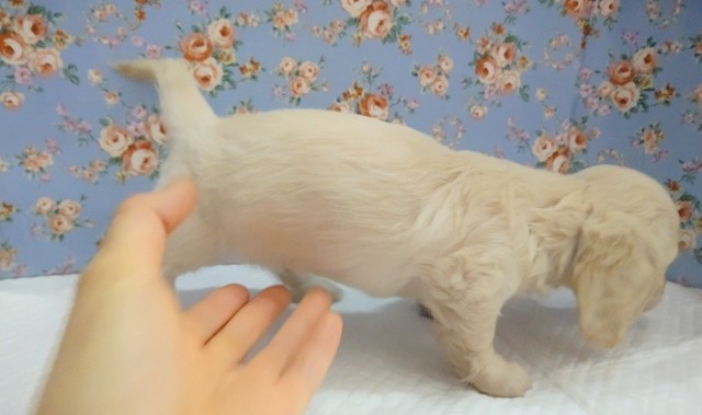 ミニチュアダックス