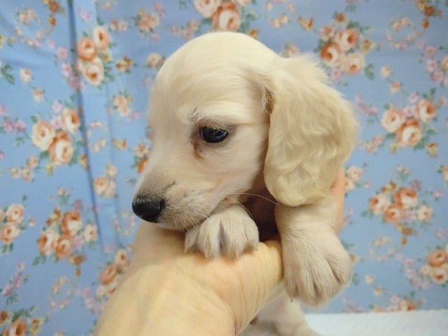 ミニチュアダックス