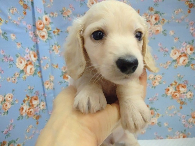 ミニチュアダックス