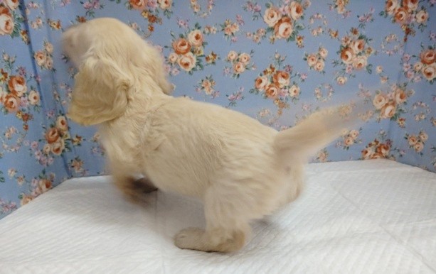 ミニチュアダックス