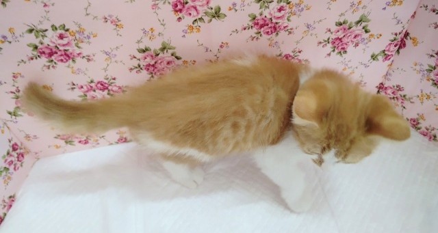 スコティッシュフォールド