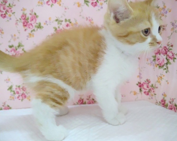 スコティッシュフォールド