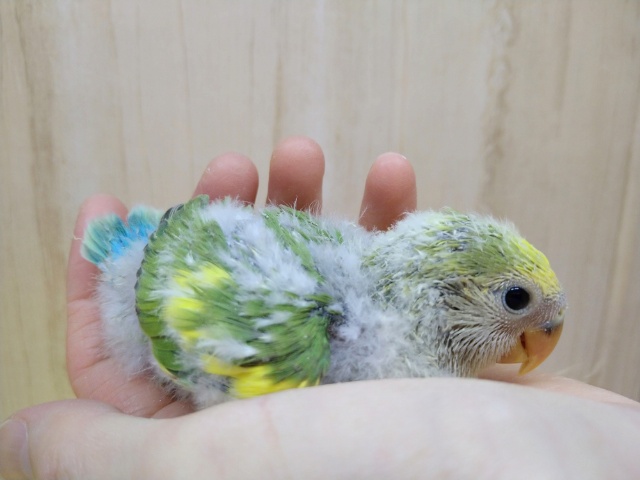 コザクラインコ（小桜インコ）