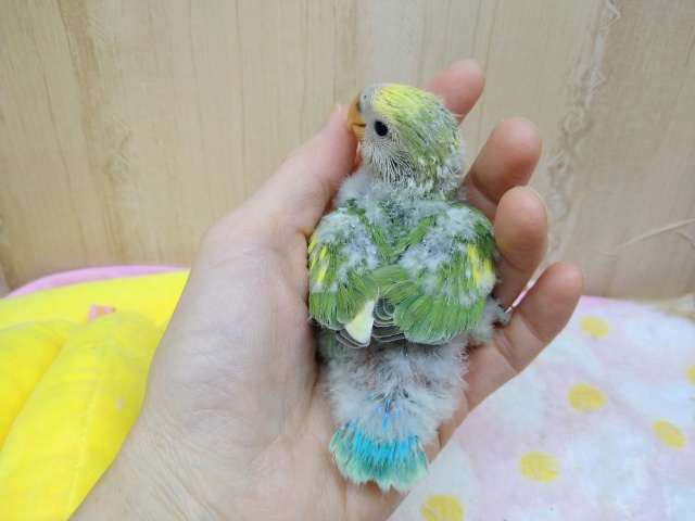 コザクラインコ（小桜インコ）