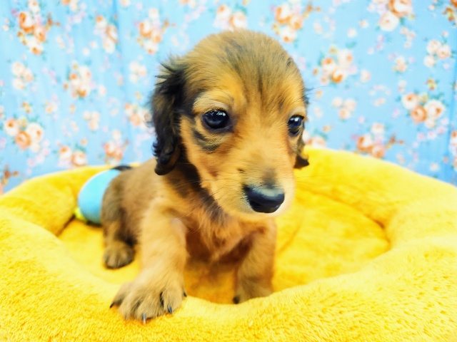 ミニチュアダックス