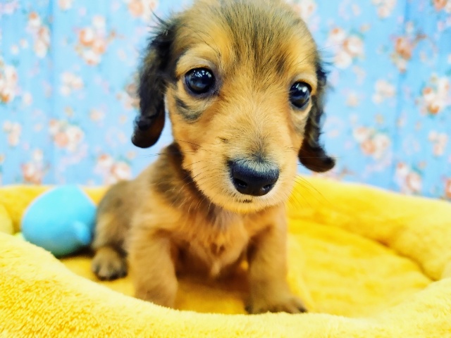 ミニチュアダックス