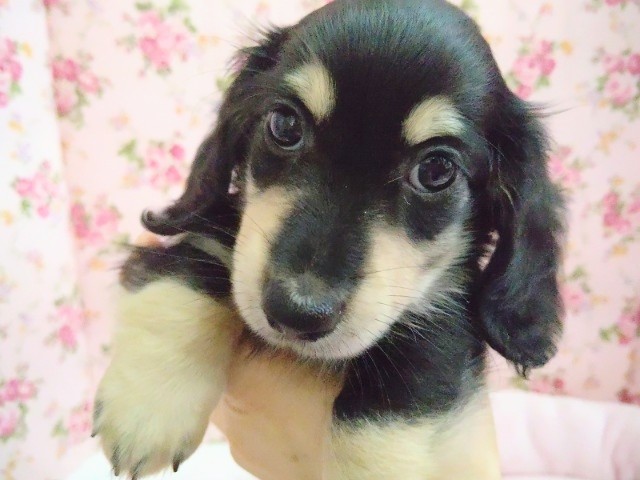 ミニチュアダックス