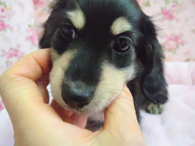 ミニチュアダックス