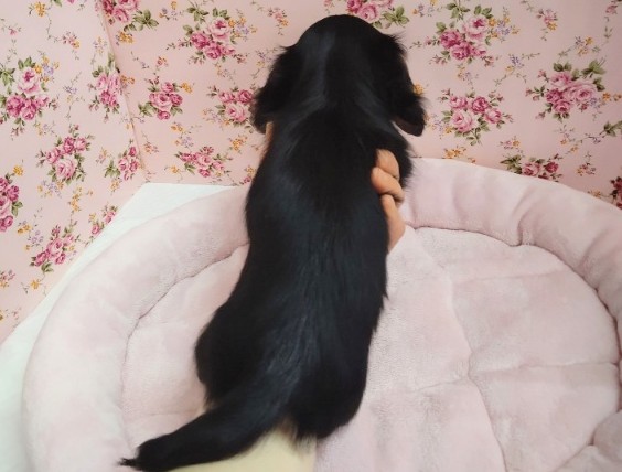 ミニチュアダックス