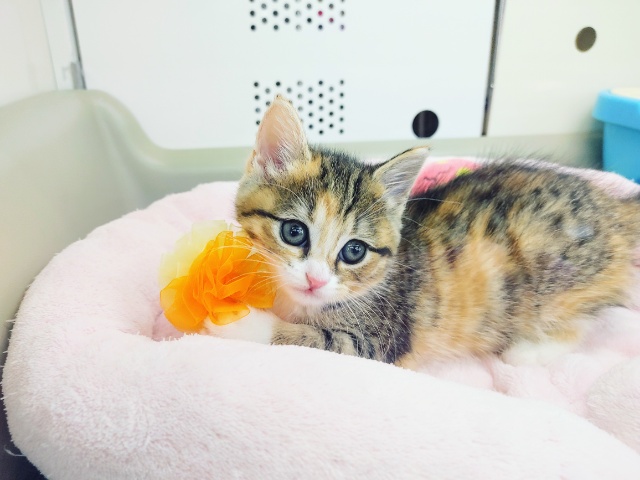 スコティッシュフォールド