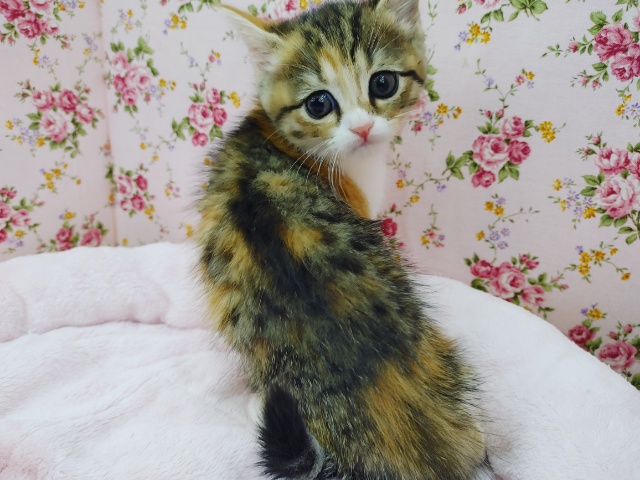 スコティッシュフォールド