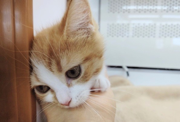 スコティッシュフォールド