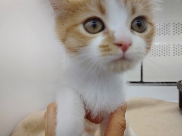 スコティッシュフォールド