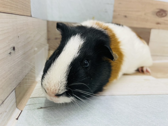 イングリッシュモルモット