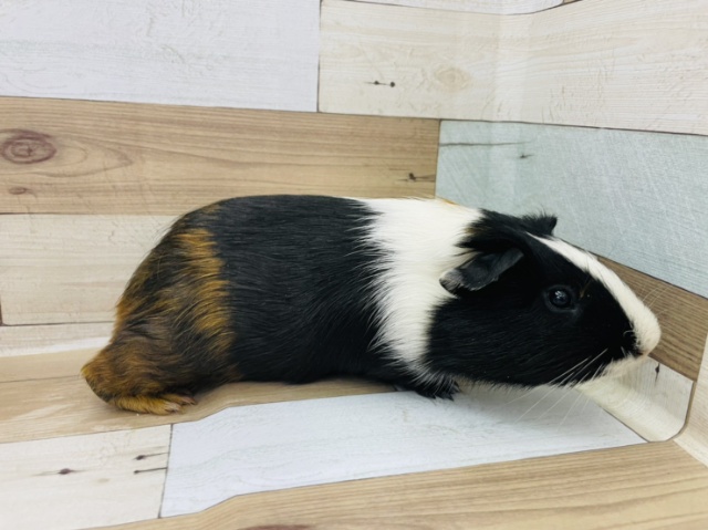 イングリッシュモルモット