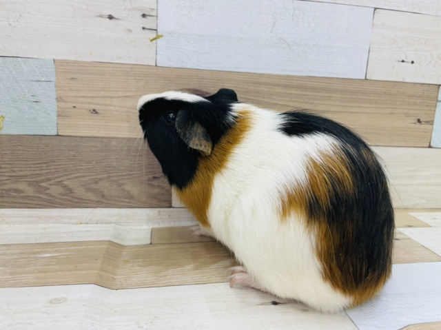 イングリッシュモルモット