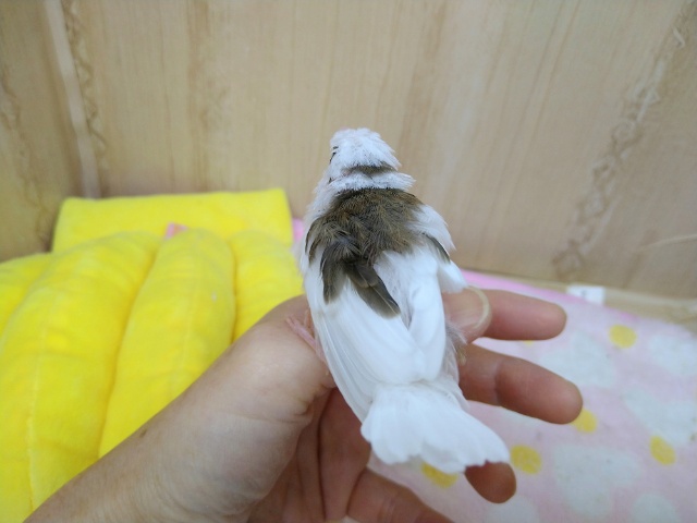 十姉妹（ジュウシマツ）