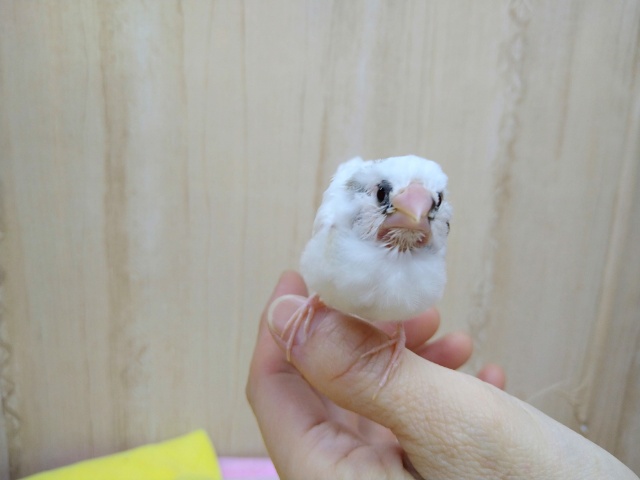 十姉妹（ジュウシマツ）