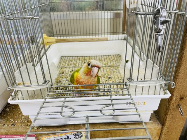 ホオミドリウロコインコ