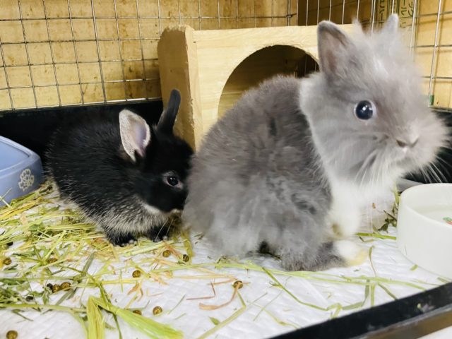 ライオンラビット