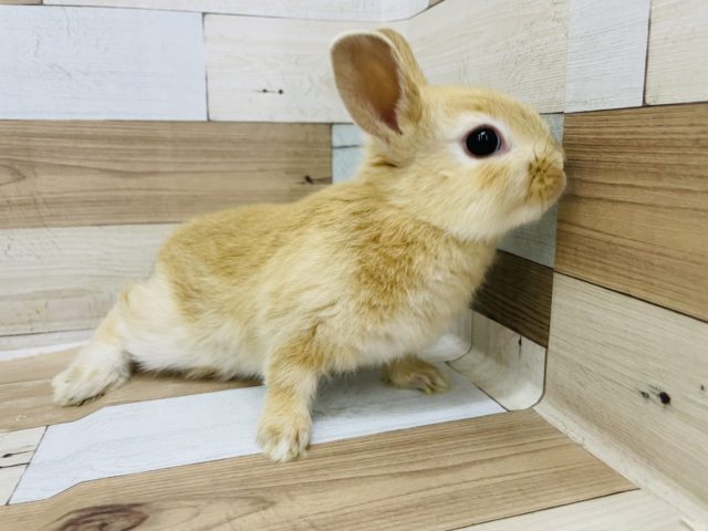 ネザーランドドワーフ