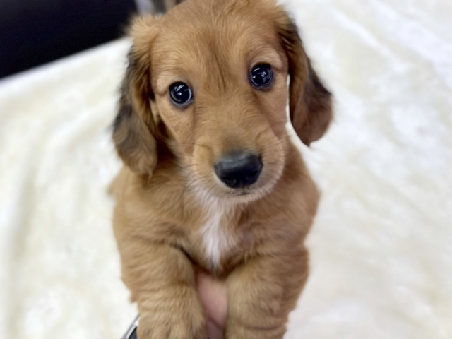 ミニチュアダックス