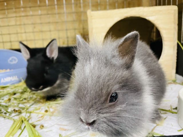 ライオンラビット