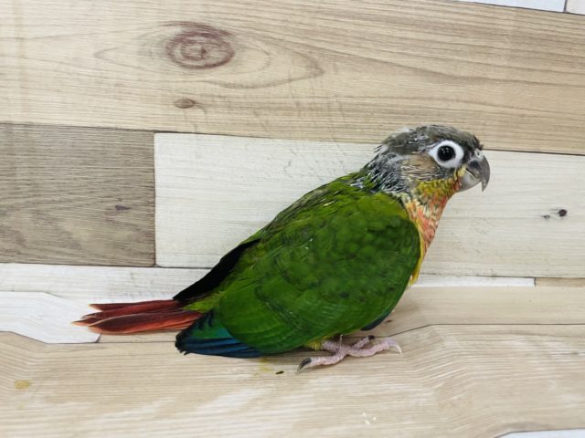 ホオミドリウロコインコ