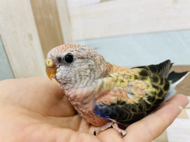 アキクサインコ（秋草インコ）
