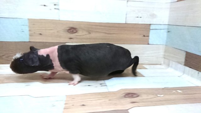 スキニーギニアピッグ