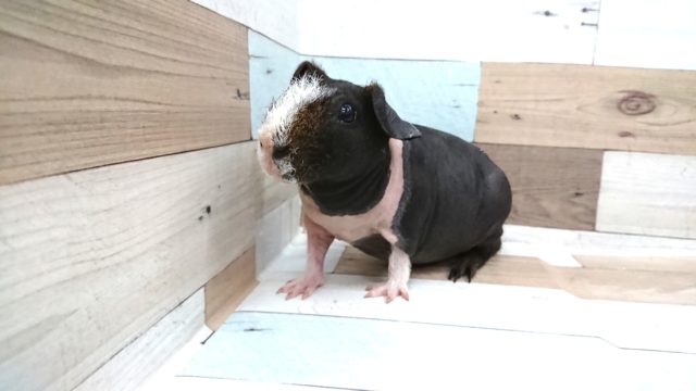スキニーギニアピッグ