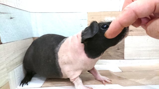 スキニーギニアピッグ