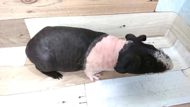 スキニーギニアピッグ