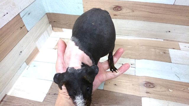 スキニーギニアピッグ