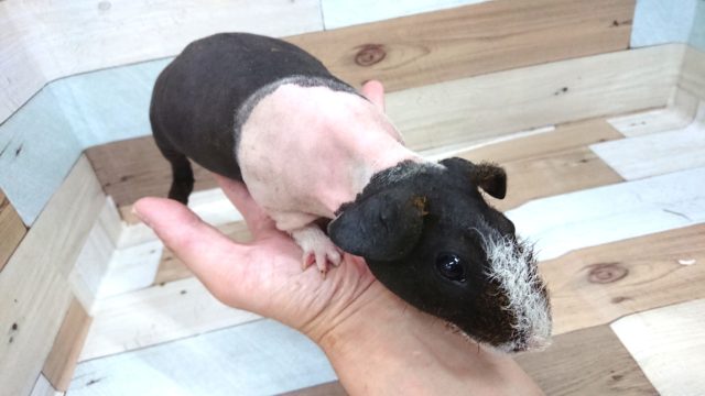 スキニーギニアピッグ