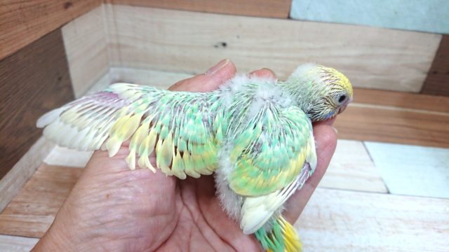 セキセイインコ