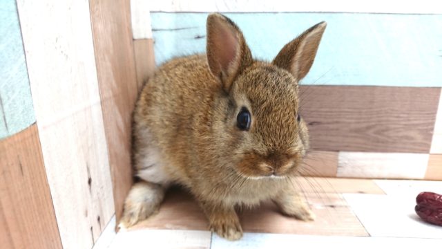 ネザーランドドワーフ